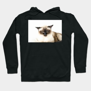 Katze Siam / Swiss Artwork Photography Hoodie